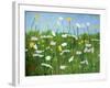 Wildflowers of Finland-Herb Dickinson-Framed Photographic Print