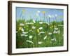 Wildflowers of Finland-Herb Dickinson-Framed Photographic Print