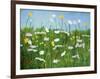 Wildflowers of Finland-Herb Dickinson-Framed Photographic Print