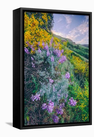 Wildflowers of Oakland in Spring-null-Framed Stretched Canvas