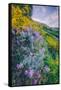 Wildflowers of Oakland in Spring-null-Framed Stretched Canvas