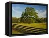 Wildflowers of Paintbrush and Blue Bonnets, Gay Hill Area, Texas, USA-Darrell Gulin-Framed Stretched Canvas