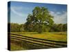 Wildflowers of Paintbrush and Blue Bonnets, Gay Hill Area, Texas, USA-Darrell Gulin-Stretched Canvas