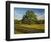 Wildflowers of Paintbrush and Blue Bonnets, Gay Hill Area, Texas, USA-Darrell Gulin-Framed Photographic Print