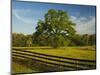 Wildflowers of Paintbrush and Blue Bonnets, Gay Hill Area, Texas, USA-Darrell Gulin-Mounted Photographic Print