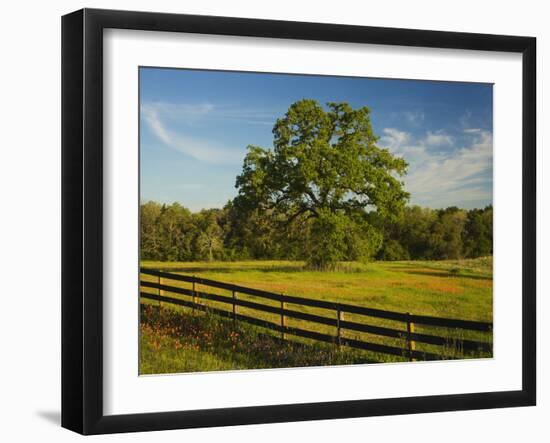 Wildflowers of Paintbrush and Blue Bonnets, Gay Hill Area, Texas, USA-Darrell Gulin-Framed Photographic Print