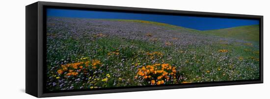 Wildflowers on a Hillside, California, USA-null-Framed Stretched Canvas