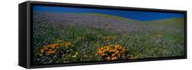 Wildflowers on a Hillside, California, USA-null-Framed Stretched Canvas