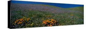 Wildflowers on a Hillside, California, USA-null-Stretched Canvas