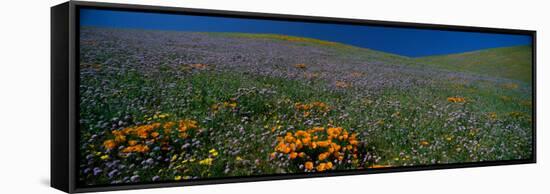 Wildflowers on a Hillside, California, USA-null-Framed Stretched Canvas