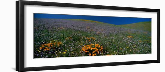 Wildflowers on a Hillside, California, USA-null-Framed Photographic Print