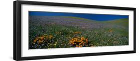 Wildflowers on a Hillside, California, USA-null-Framed Photographic Print
