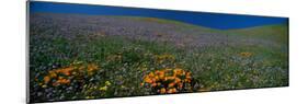 Wildflowers on a Hillside, California, USA-null-Mounted Photographic Print