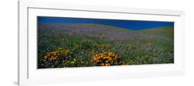 Wildflowers on a Hillside, California, USA-null-Framed Photographic Print