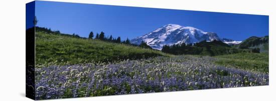 Wildflowers on a Landscape, Mt. Rainier National Park, Washington State, USA-null-Stretched Canvas
