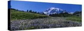 Wildflowers on a Landscape, Mt. Rainier National Park, Washington State, USA-null-Stretched Canvas