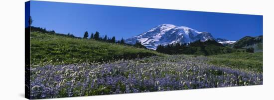 Wildflowers on a Landscape, Mt. Rainier National Park, Washington State, USA-null-Stretched Canvas