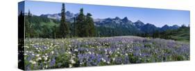 Wildflowers on a Landscape, Tatoosh Range, Mt. Rainier National Park, Washington State, USA-null-Stretched Canvas