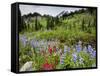 Wildflowers on Meadows, Mount Rainier National Park, Washington, USA-Tom Norring-Framed Stretched Canvas