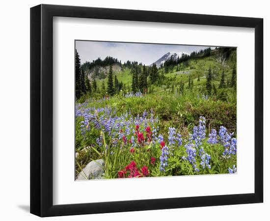 Wildflowers on Meadows, Mount Rainier National Park, Washington, USA-Tom Norring-Framed Photographic Print