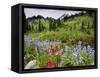 Wildflowers on Meadows, Mount Rainier National Park, Washington, USA-Tom Norring-Framed Stretched Canvas