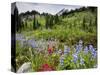 Wildflowers on Meadows, Mount Rainier National Park, Washington, USA-Tom Norring-Stretched Canvas