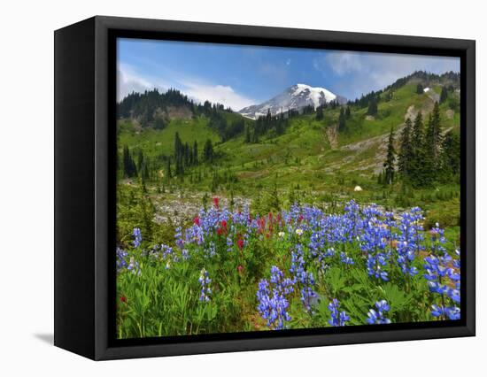 Wildflowers on Meadows, Mount Rainier National Park, Washington, USA-Tom Norring-Framed Stretched Canvas