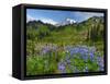 Wildflowers on Meadows, Mount Rainier National Park, Washington, USA-Tom Norring-Framed Stretched Canvas