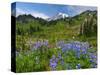 Wildflowers on Meadows, Mount Rainier National Park, Washington, USA-Tom Norring-Stretched Canvas