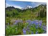Wildflowers on Meadows, Mount Rainier National Park, Washington, USA-Tom Norring-Stretched Canvas