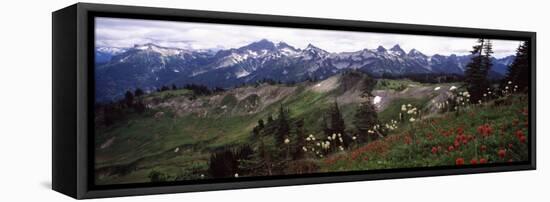 Wildflowers on Mountains, Mt Rainier, Pierce County, Washington State, USA-null-Framed Stretched Canvas