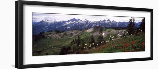 Wildflowers on Mountains, Mt Rainier, Pierce County, Washington State, USA-null-Framed Photographic Print