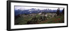 Wildflowers on Mountains, Mt Rainier, Pierce County, Washington State, USA-null-Framed Photographic Print
