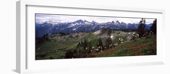 Wildflowers on Mountains, Mt Rainier, Pierce County, Washington State, USA-null-Framed Photographic Print