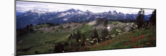 Wildflowers on Mountains, Mt Rainier, Pierce County, Washington State, USA-null-Mounted Photographic Print