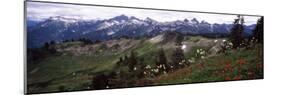 Wildflowers on Mountains, Mt Rainier, Pierce County, Washington State, USA-null-Mounted Photographic Print