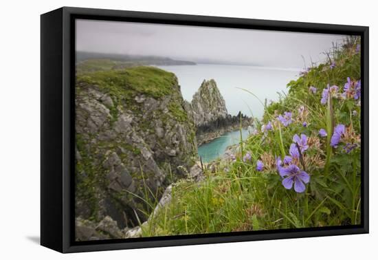 Wildflowers on Nukshak Island at Hallo Bay-Paul Souders-Framed Stretched Canvas