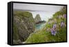 Wildflowers on Nukshak Island at Hallo Bay-Paul Souders-Framed Stretched Canvas