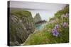 Wildflowers on Nukshak Island at Hallo Bay-Paul Souders-Stretched Canvas