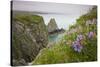 Wildflowers on Nukshak Island at Hallo Bay-Paul Souders-Stretched Canvas