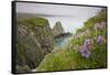 Wildflowers on Nukshak Island at Hallo Bay-Paul Souders-Framed Stretched Canvas