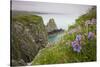 Wildflowers on Nukshak Island at Hallo Bay-Paul Souders-Stretched Canvas