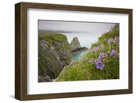 Wildflowers on Nukshak Island at Hallo Bay-Paul Souders-Framed Photographic Print