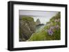 Wildflowers on Nukshak Island at Hallo Bay-Paul Souders-Framed Photographic Print