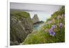 Wildflowers on Nukshak Island at Hallo Bay-Paul Souders-Framed Photographic Print