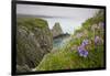 Wildflowers on Nukshak Island at Hallo Bay-Paul Souders-Framed Photographic Print