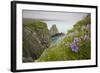 Wildflowers on Nukshak Island at Hallo Bay-Paul Souders-Framed Photographic Print