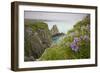 Wildflowers on Nukshak Island at Hallo Bay-Paul Souders-Framed Photographic Print