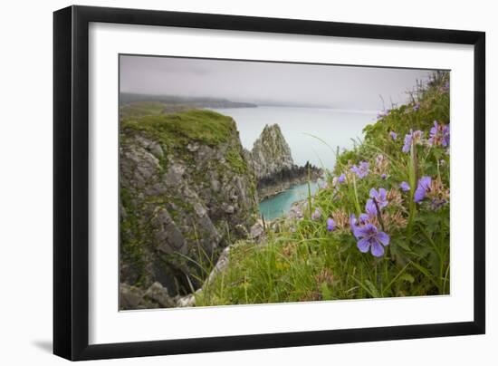 Wildflowers on Nukshak Island at Hallo Bay-Paul Souders-Framed Photographic Print
