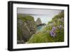 Wildflowers on Nukshak Island at Hallo Bay-Paul Souders-Framed Photographic Print